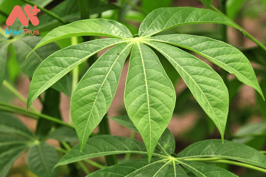 Lá sắn và các tác dụng đối với sức khỏe 127 Lợi ích của lá sắn