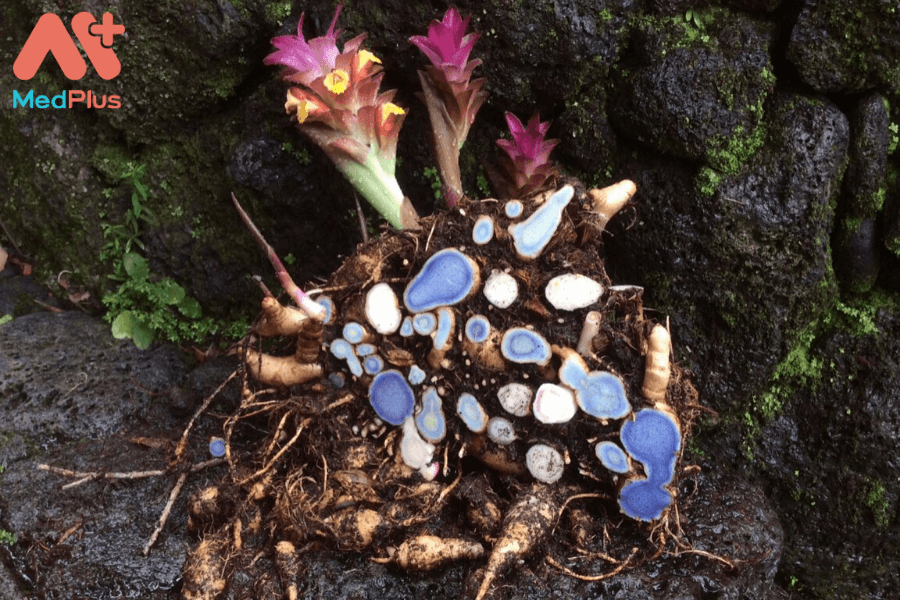 Lợi ích của nghệ đen