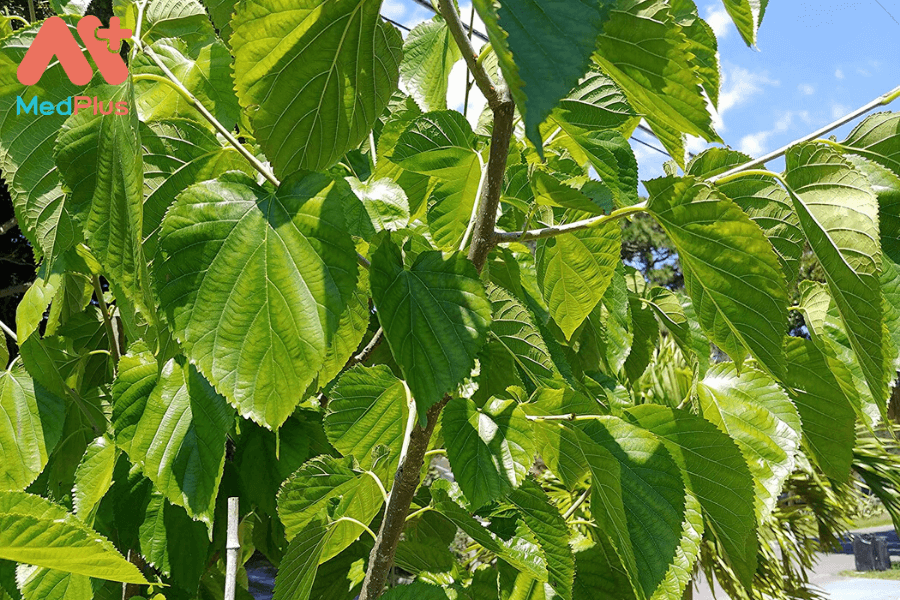 Lợi ích của lá dâu tằm