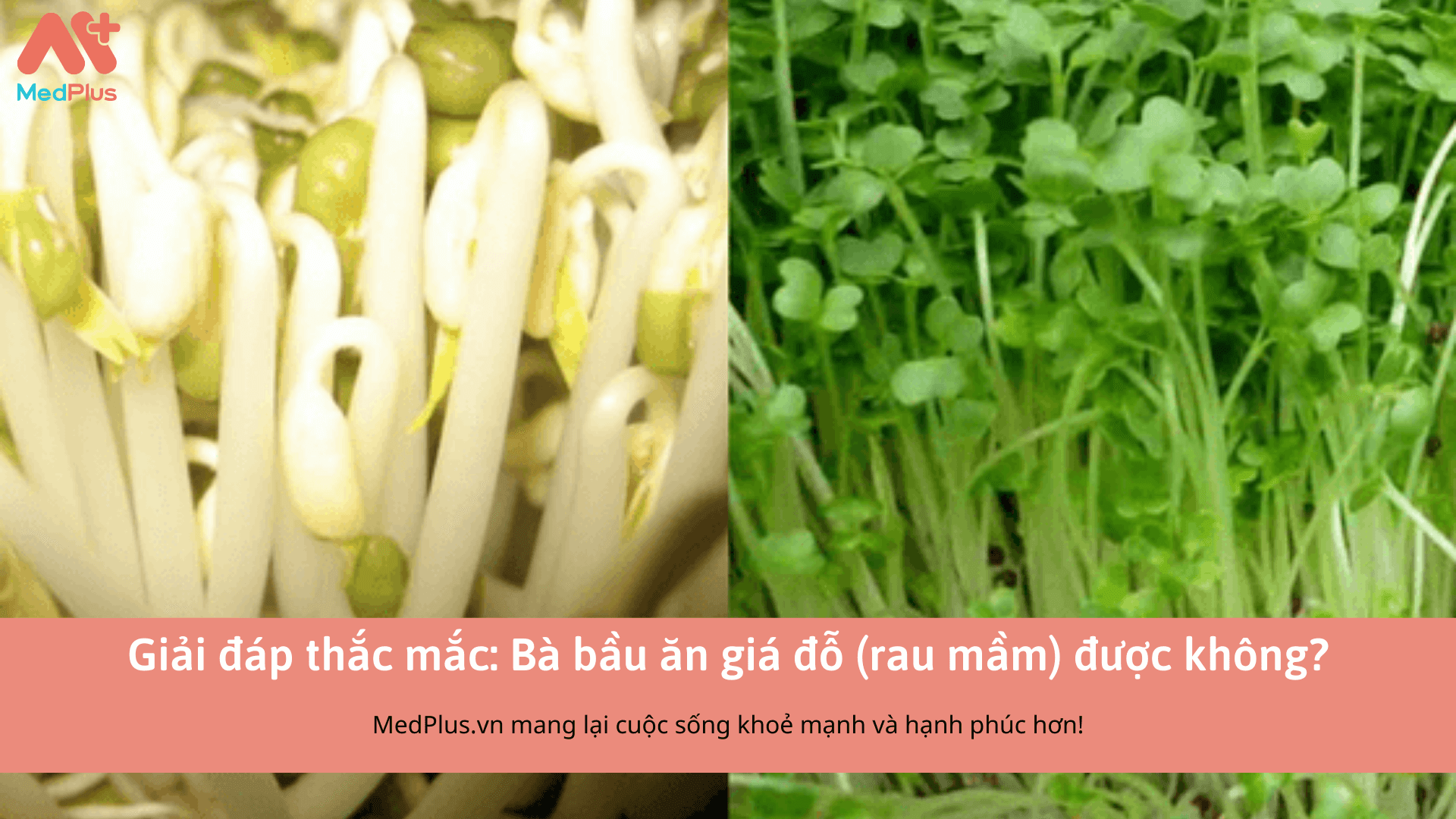 Tiết lộ sự thật: Lợi ích bất ngờ khi bà bầu ăn giá đỗ