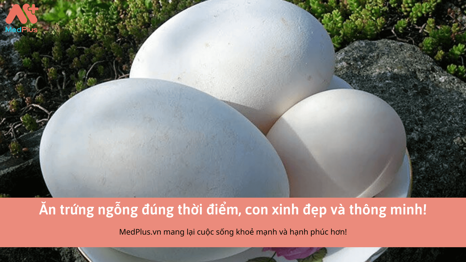 Ăn trứng ngỗng đúng thời điểm, con xinh đẹp và thông minh! 130 Ăn trứng ngỗng đúng thời điểm, con xinh đẹp và thông minh!