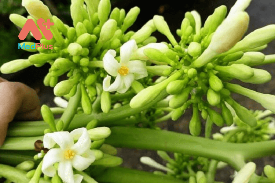 Hoa đu đủ ngoài trị ung thư còn những gì khác? 128 Hoa đu đủ có tác dụng gì