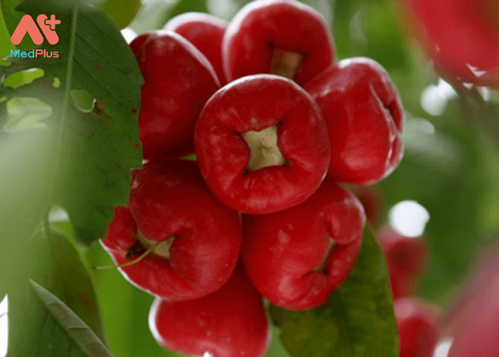 Bà bầu ăn quả roi: 13 công dụng cho mẹ bầu không nên bỏ qua 133 Vitamin A, mangan, kali, riboflavin, là những chất tốt cho đối mắt.