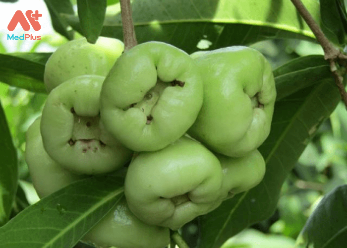 Bà bầu ăn quả roi: 13 công dụng cho mẹ bầu không nên bỏ qua 132 Các chất chống oxy hóa kết hợp cùng vitamin A, C trong quả roi có tác dụng tiêu diệt các gốc tự do.