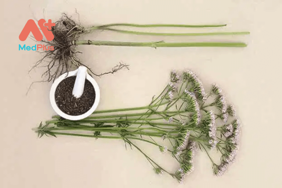 Lợi ích của trà rễ cây nữ lang