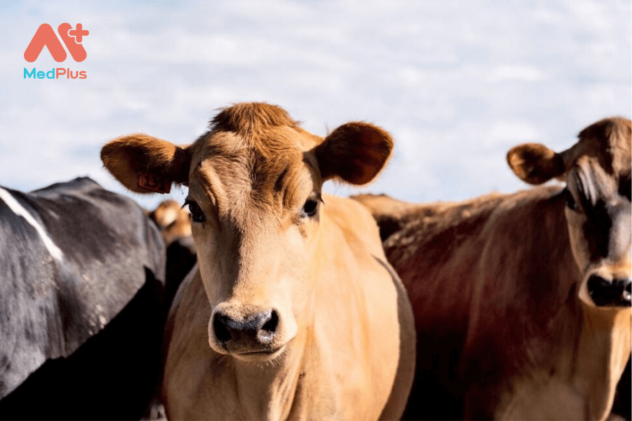 lợi ích của collagen bò