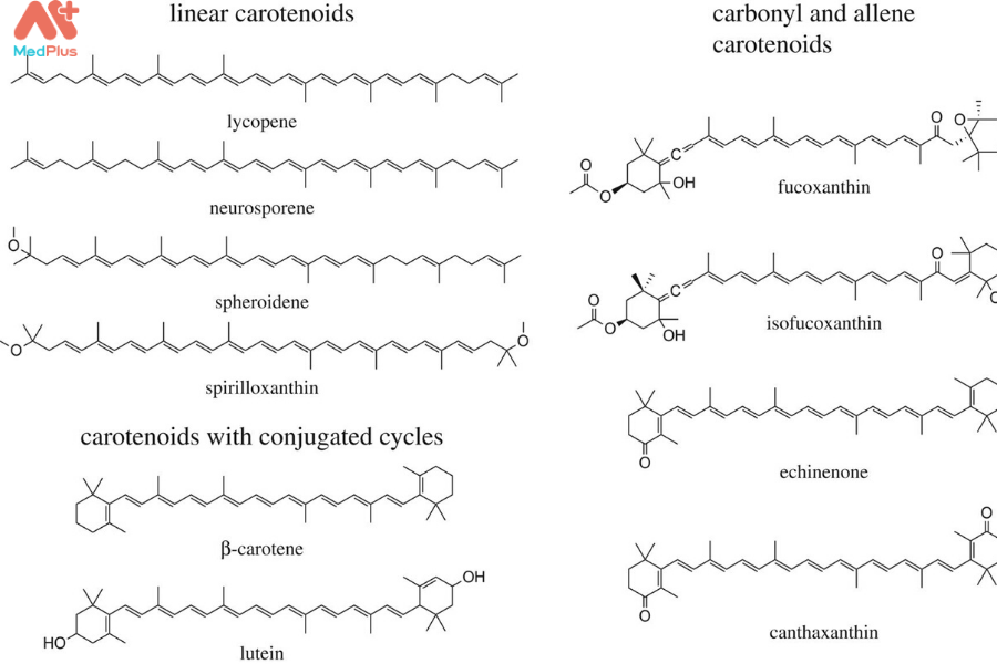 Carotenoid là gì? Công dụng và lợi ích đối với sức khỏe. 127 Carotenoid và những công dụng đối với sức khỏe