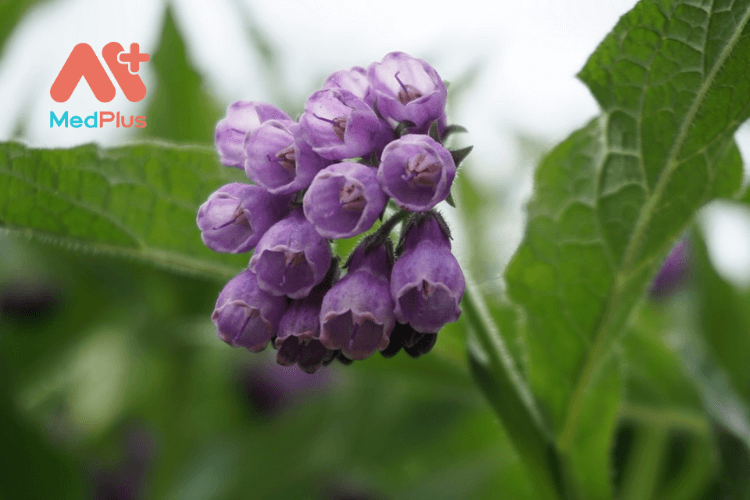 Thảo dược liên mộc - nghe lạ tai nhưng có tác dụng bất ngờ cho sức khỏe