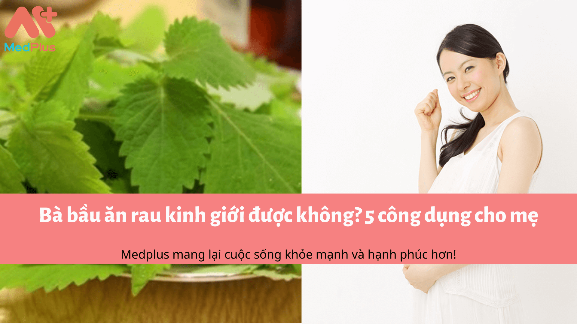 Bà bầu ăn rau kinh giới được không? 5 công dụng cho mẹ