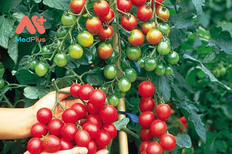 5 tác dụng tuyệt vời từ cà chua bi mà bạn nên biết 128 Tác dụng của cà chua bi