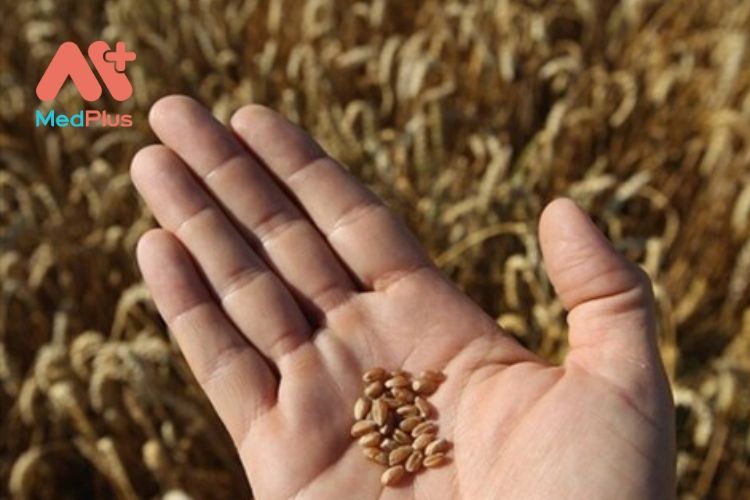 Lợi ích sức khỏe của nước lúa mạch mà bạn cần biết