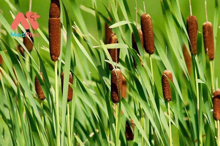 Những công dụng đặc biệt của bồn bồn đối với sức khỏe