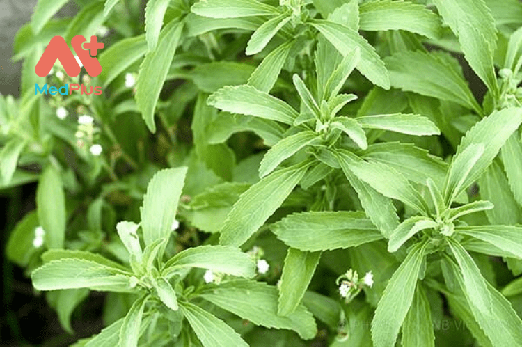 Tác dụng của cỏ ngọt stevia