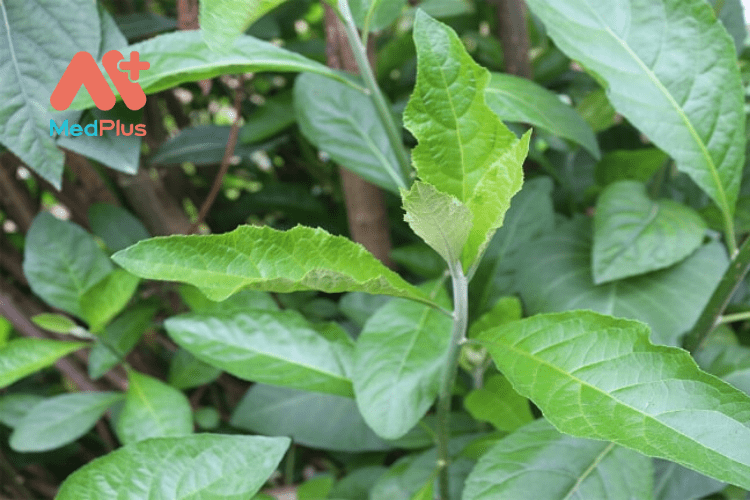 Tác dụng của lá đắng