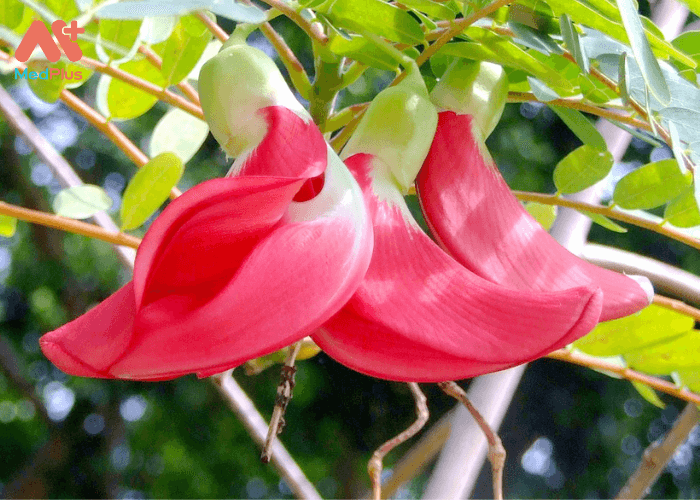 Hoa của nó là phần được sử dụng rộng rãi nhất, và hoa trắng được ưa thích hơn màu đỏ.