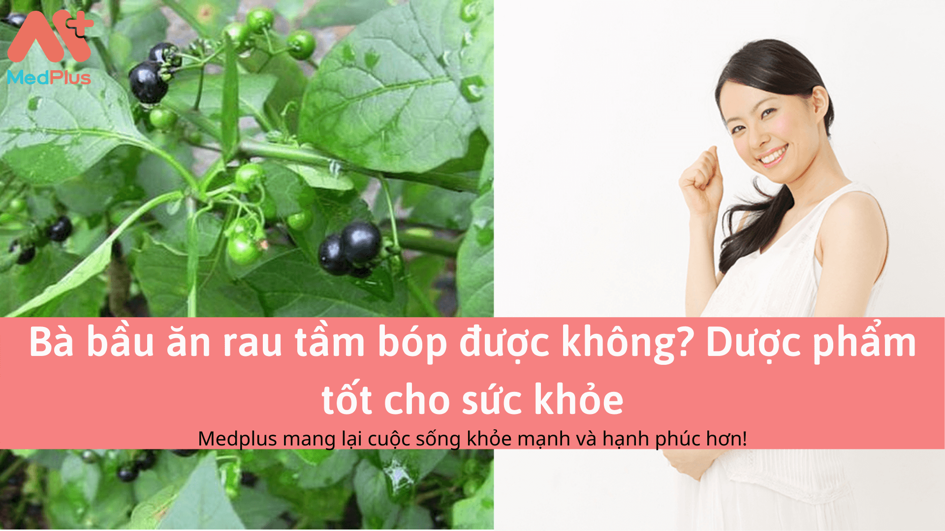 Bà bầu ăn rau tầm bóp được không? Dược phẩm tốt cho sức khỏe