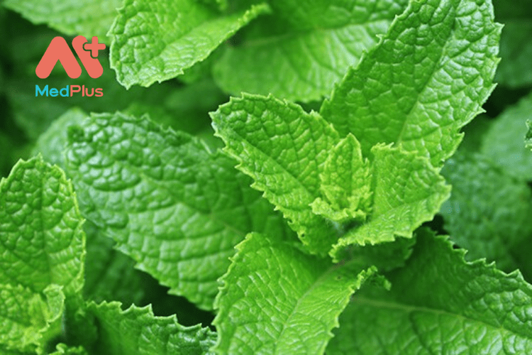 Spearmint và 7 tác dụng thần kì đối với sức khỏe mà bạn cần biết 128 Tác dụng của spearmint