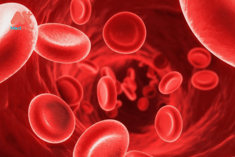 nấm rơm có hàm lượng hemoglobin lớn giúp hình thành tế bào máu