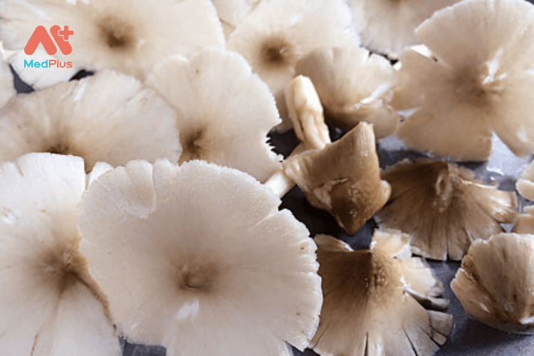 nấm mối trắng là nấm hiếm và có giá trị dinh dưỡng cao