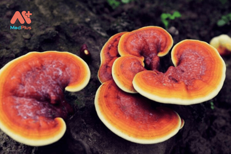 nấm linh chi là nguồn thảo dược tự nhiên rất tốt cho bà bầu