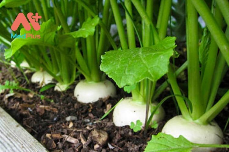 7 tác dụng tuyệt vời của rau củ cải đối với sức khỏe 128 7 tác dụng tuyệt vời của rau củ cải đối với sức khỏe