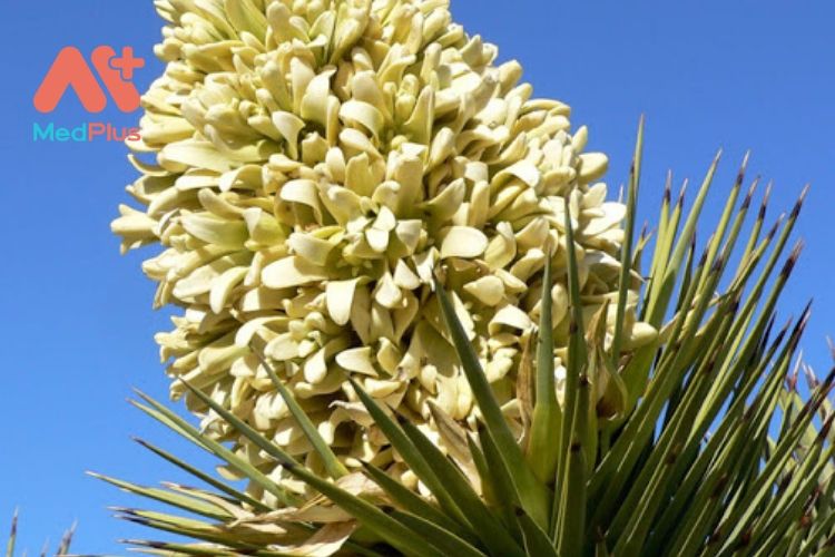 10 lợi ích tuyệt vời của rễ cây Yucca đối với sức khỏe 128 10 lợi ích tuyệt vời của rễ cây Yucca đối với sức khỏe