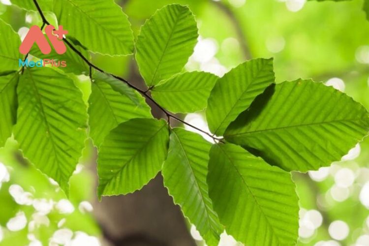 7 tác dụng hữu ích nhất của cây sồi mà bạn cần biết