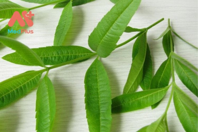 8 lợi ích tuyệt vời của cỏ roi chanh đối với sức khỏe 128 8 lợi ích tuyệt vời của cỏ roi chanh đối với sức khỏe