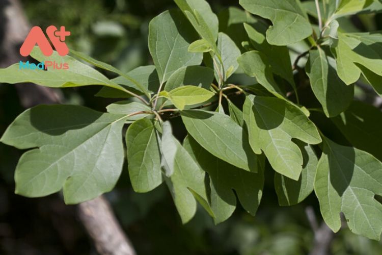 10 tác dụng đáng ngạc nhiên của cây Sassafras đối với sức khỏe