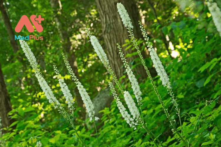 Tác dụng của black cohosh