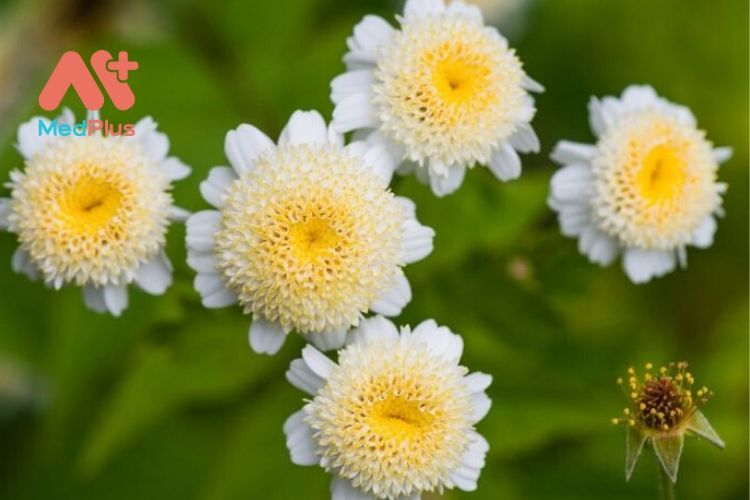 10 tác dụng ấn tượng của hoa Feverfew đối với sức khỏe