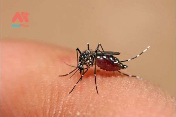 Làm sao để đuổi muỗi một cách an toàn?