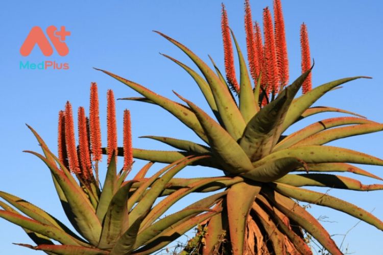 Tác dụng đáng ngạc nhiên của cây Aloe Ferox đối với sức khỏe