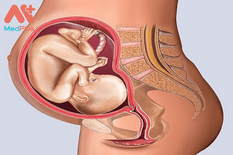 Bà bầu bị nhiễm sán lá gan có ảnh hưởng như thế nào đến thai nhi?