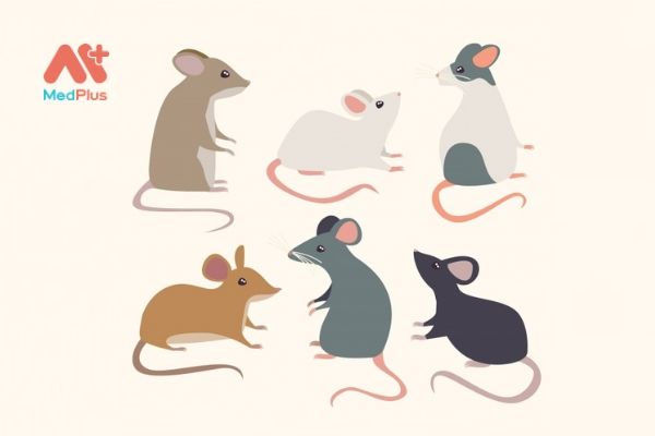Làm gì để tiêu diệt lũ chuột phá phách?