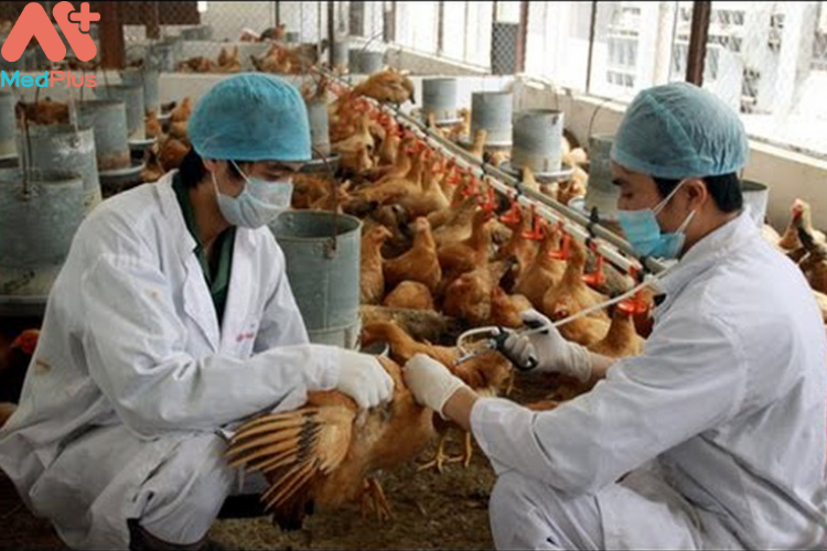 Bệnh cúm H5N1