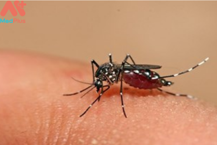 Muỗi Aedes Aegypti