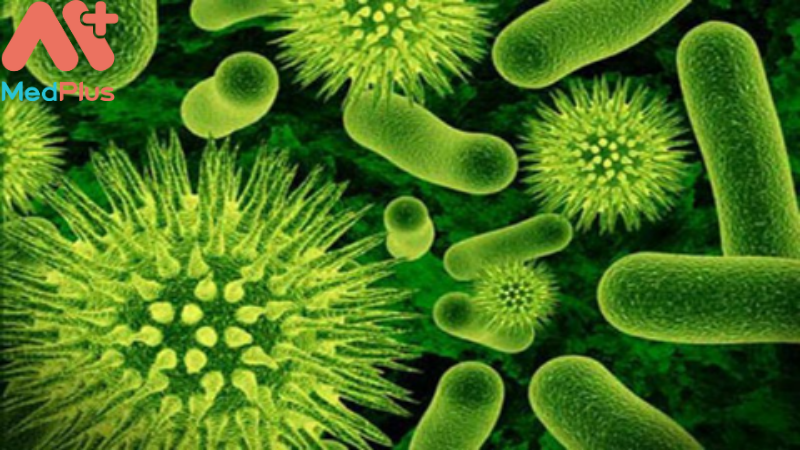 Vi khuẩn Bordetella Pertussis