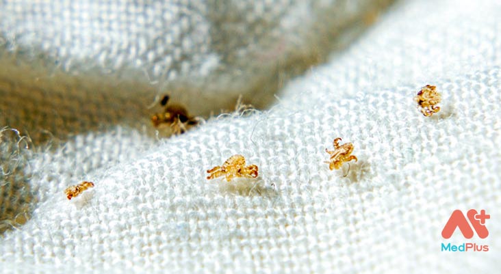Pubic lice found on white bedding 732x549 thumbnail 732x549 1 - Medplus