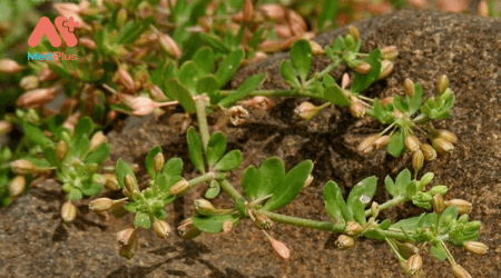 Hình ảnh cây rau đắng đất (rau đắng lá vòng) – Dược liệu chứa nhiều vi chất dinh dưỡng và có tác dụng dược lý đa dạng
