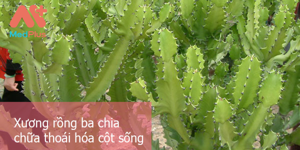 Tác dụng của Xương rồng Ông