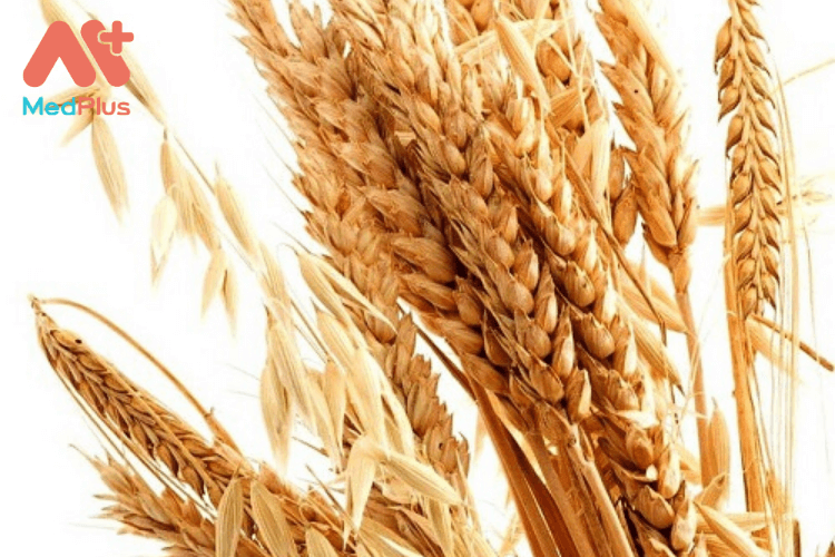 Lúa mì giàu carbohydrate (tinh bột đường), chất xơ, chứa protein, nhiều loại vitamin, khoáng chất và chất chống oxy hóa.