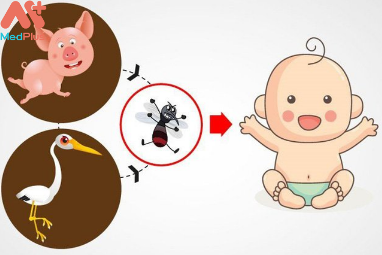 Viêm não nhật bản là bệnh gì?