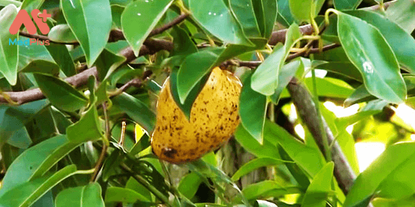 Cây Bình Bát