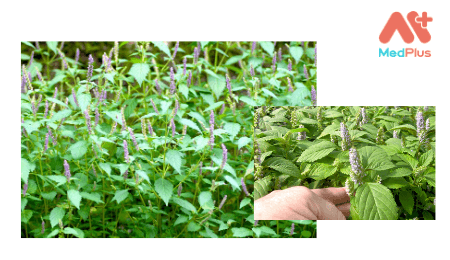 Cây Kinh Giới và 10+ bài thuốc trị bệnh “bất ngờ” từ vườn nhà bạn! 129 Cây Kinh Giới