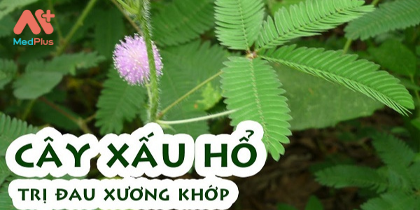 cay xau ho - Medplus