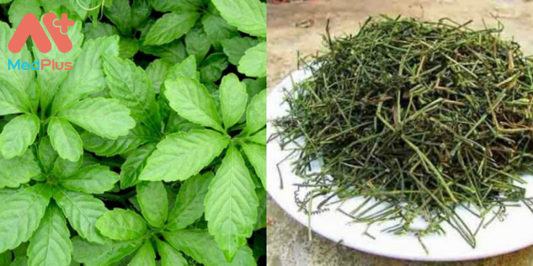 Trà Giảo Cổ Lam