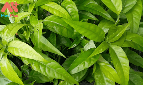 Lá cây hoàn ngọc