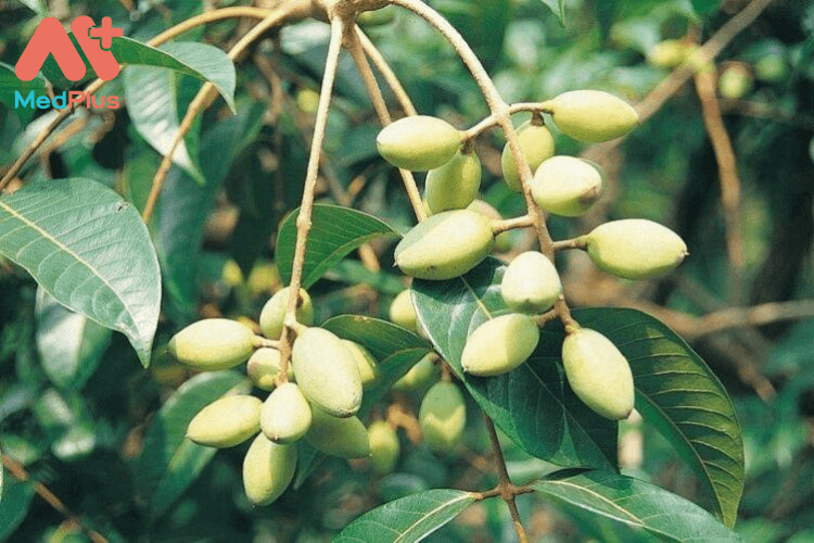 lợi ích của quả trám trắng