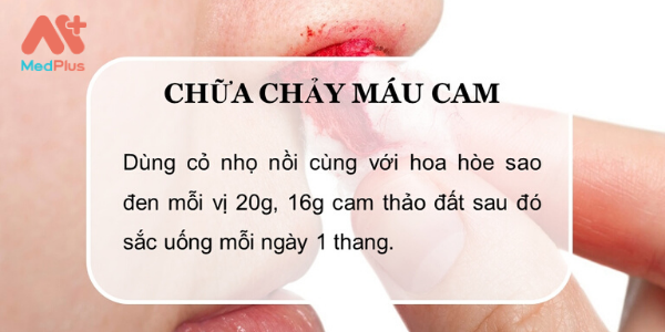 Cỏ nhọ nồi trị chảy máu cam